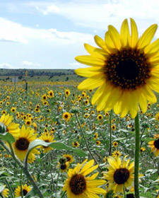 Lo que podríamos ser y no somos.